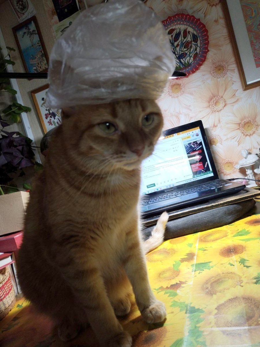 Ещё и на всякие глупости время остаётся. Прошу любить и жаловать: наш местный Непапа Неримский! 🤣