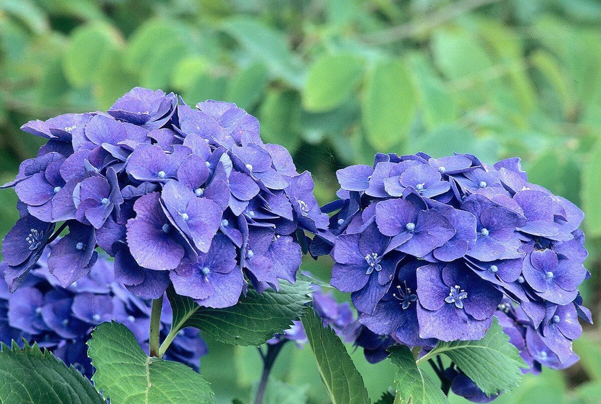 Гортензия крупнолистная, сорт Эрли Блю. Иллюстрация взята с pinterest.com