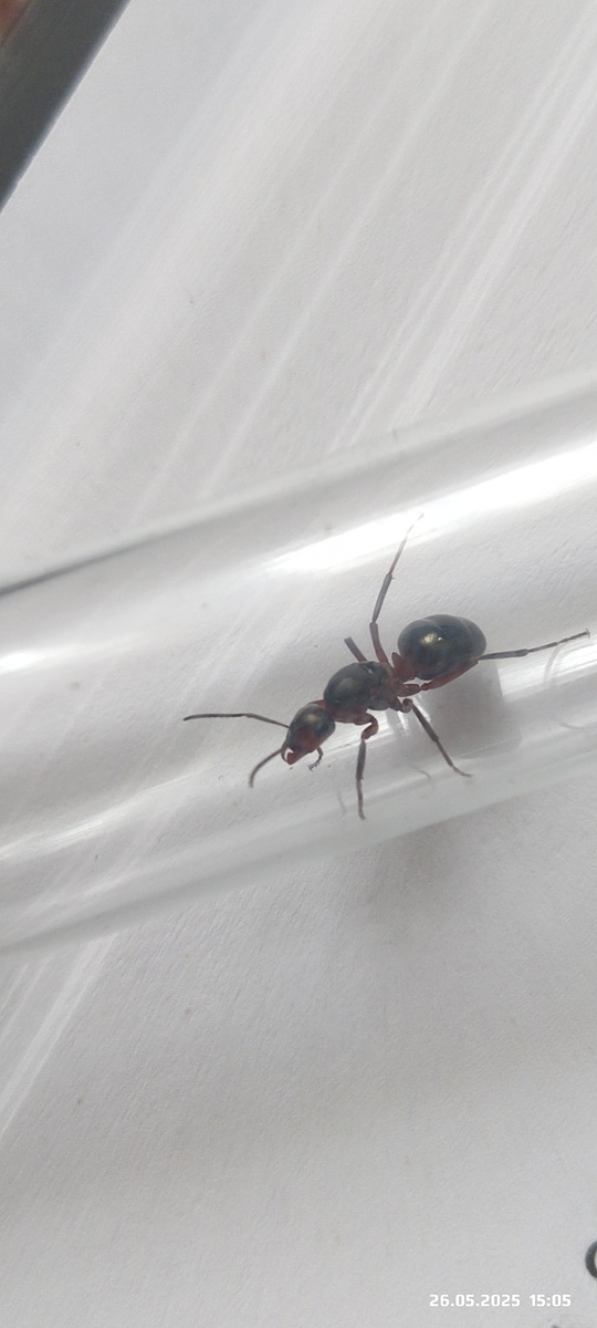 Матка Formica rufa (рыжие лесные муравьи)