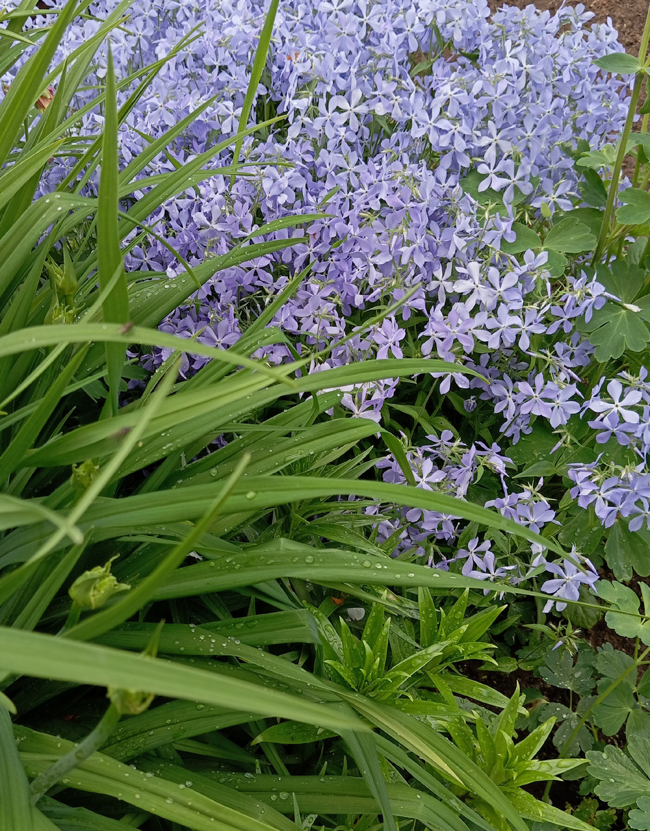 Флокс растопыренный :) в деревне. 
