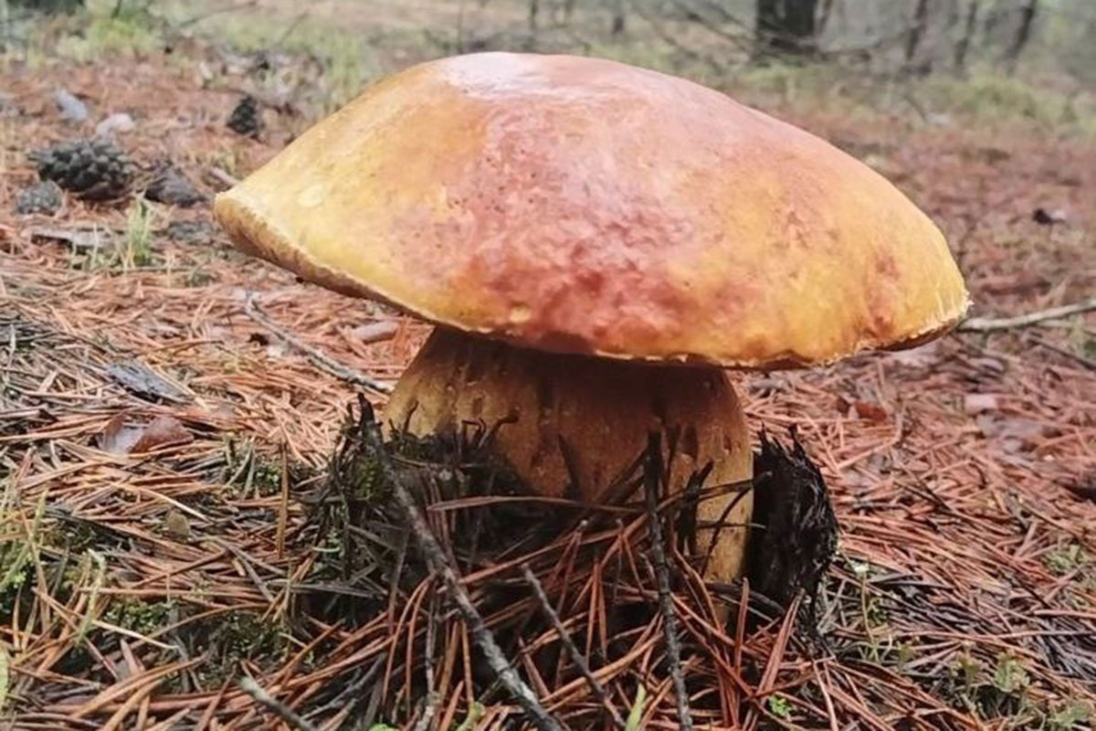    Фото: "Грибы: Грибные войска Беларуси" / VK