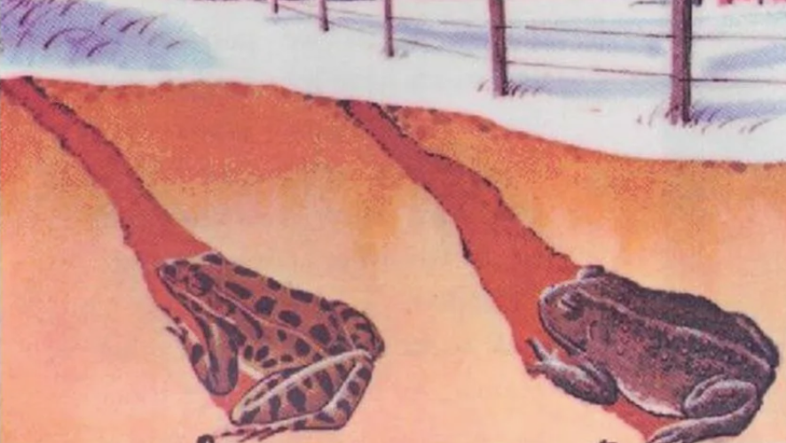 Зимовка лягушки в земле