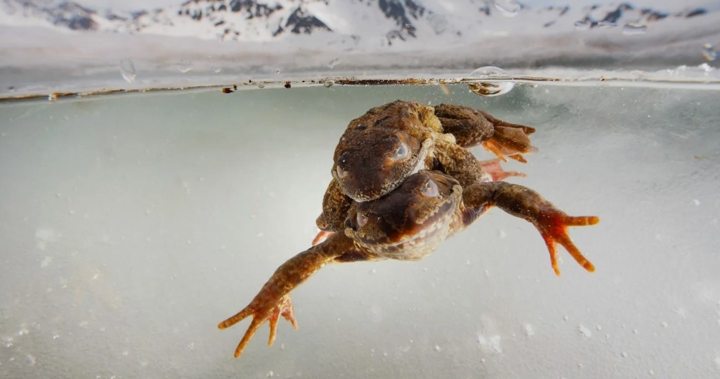 Зимовка под водой лягушки