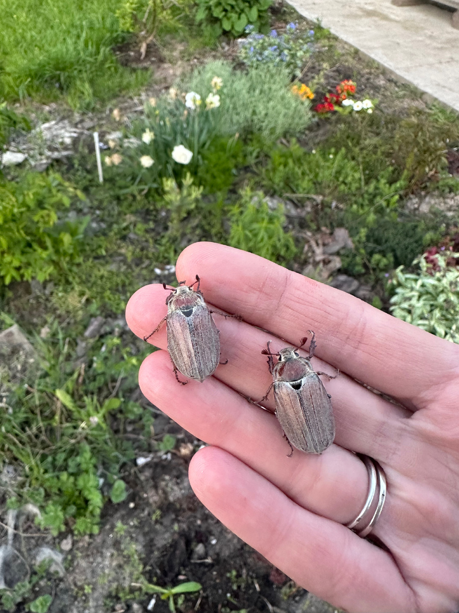 Даже у майских жуков есть пара