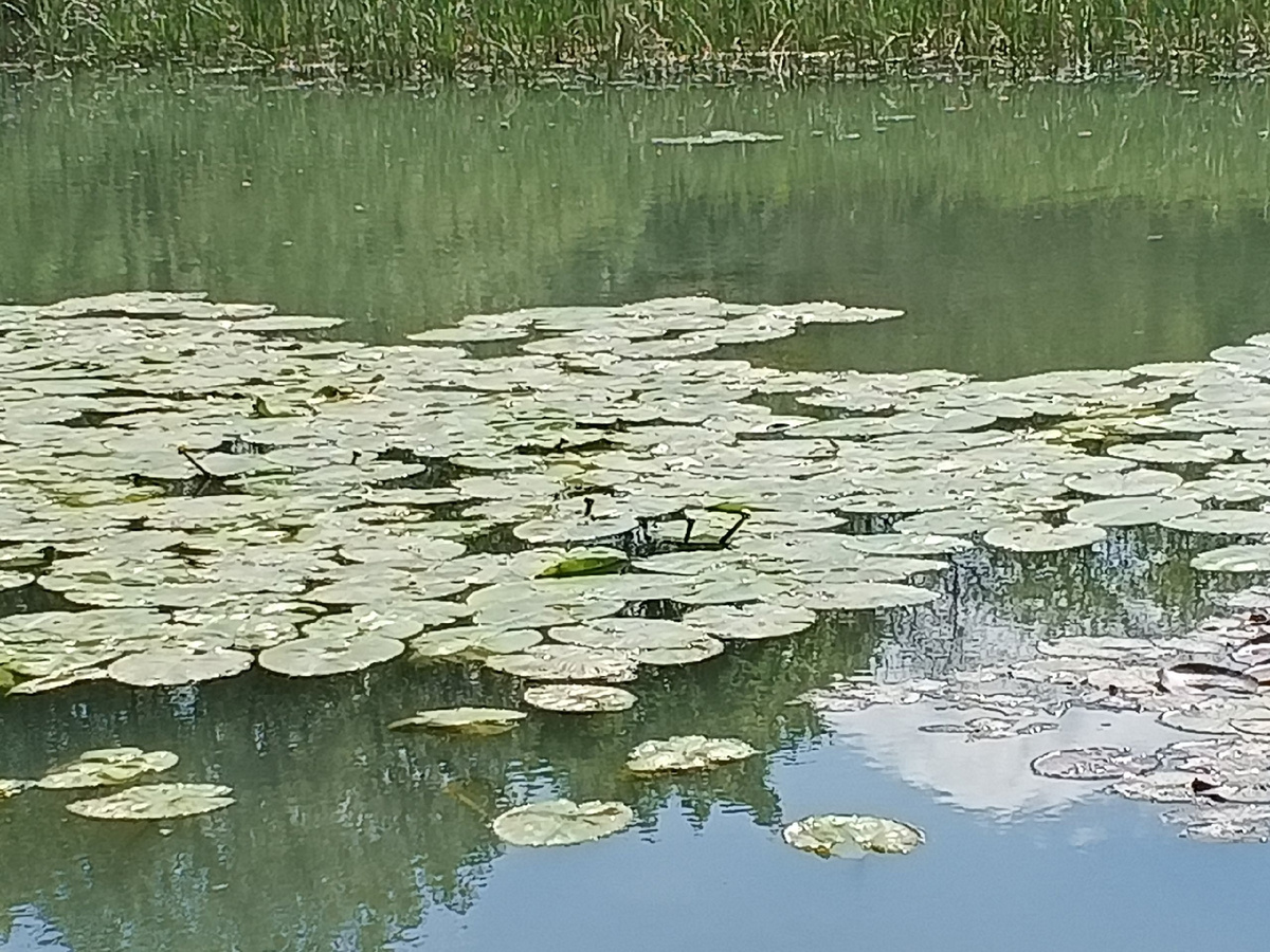 Кувшинки ещё не цветут. Фото Галины Малышевой.