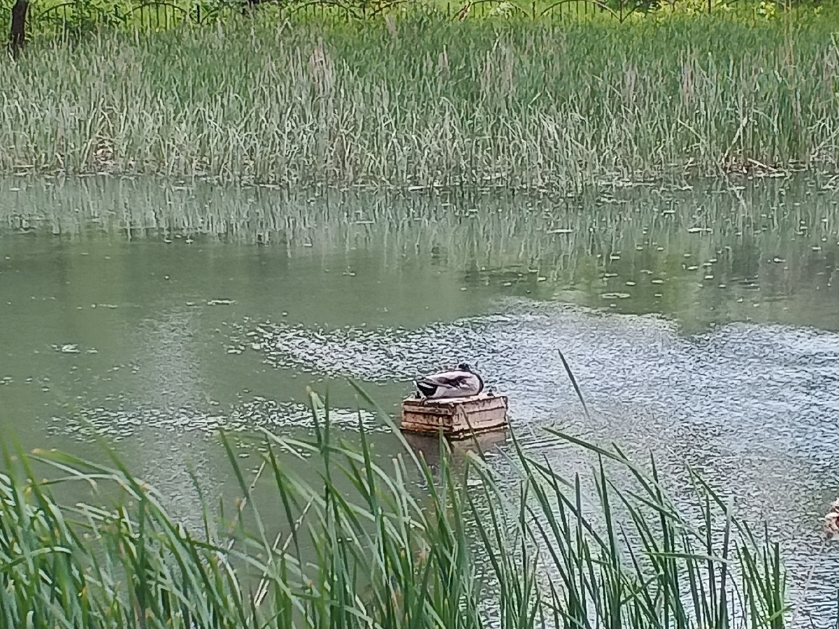 Селезень отдыхает. Фото Галины Малышевой.