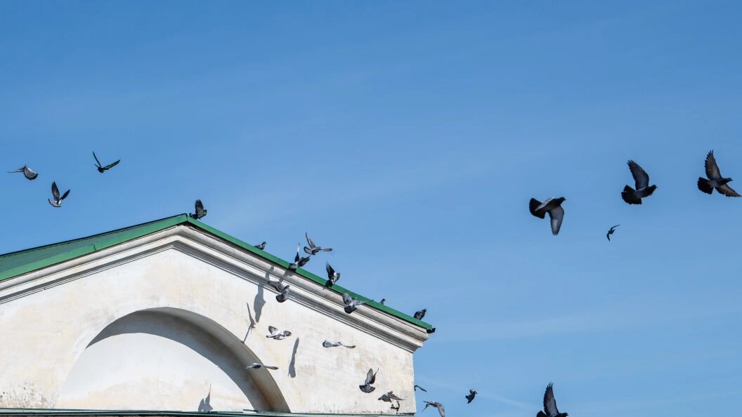    Фото: Ilya Moskovets/URA.RU/Globallookpress