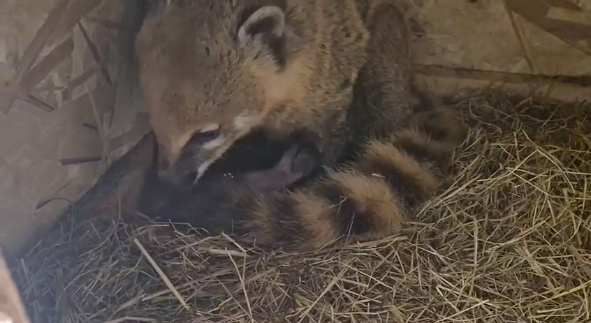 Фото: Telegram/Сочинский географ  📷
