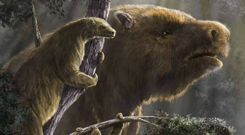   Diego Barletta / Florida Museum of Natural History