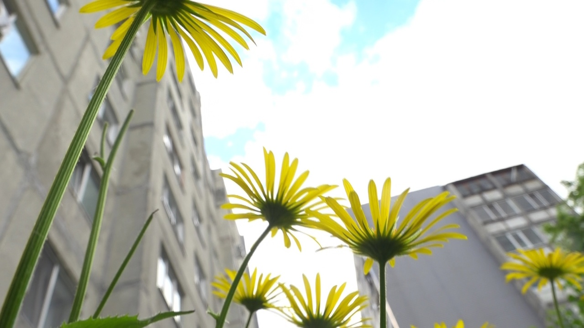 Не просто палисадник - а целый сад!