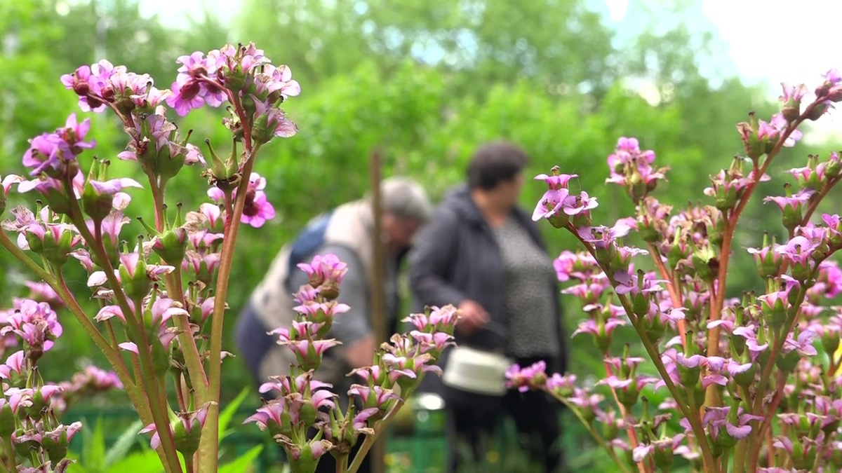 Красоту поддерживают две соседки-пенсионерки 