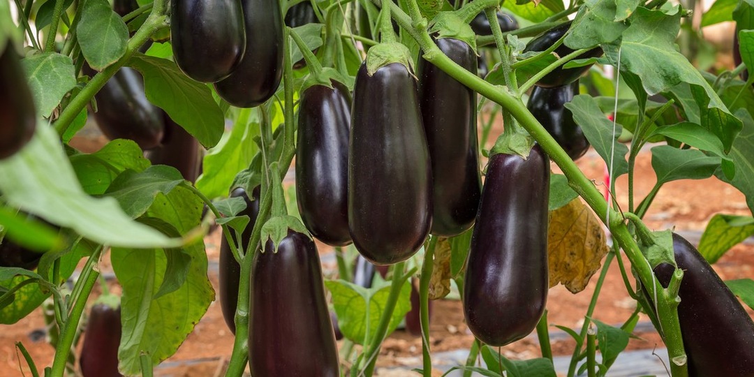 Секреты успешного выращивания баклажанов: почему открытый грунт — лучший выбор