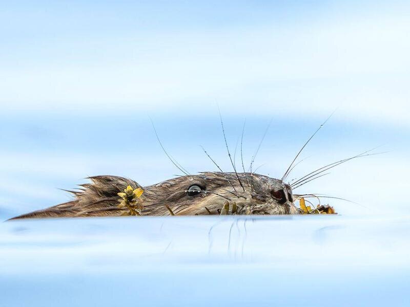 © Фото: Лубсан Чагдуров, «Ондатра с цветком»