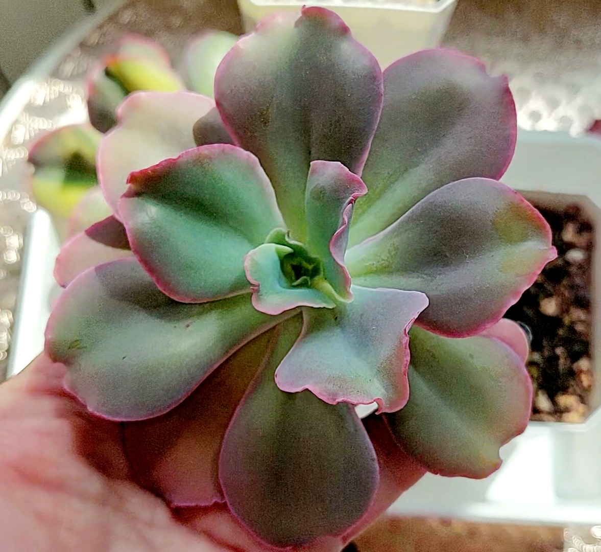 Вот эта эхиверия, фото мое