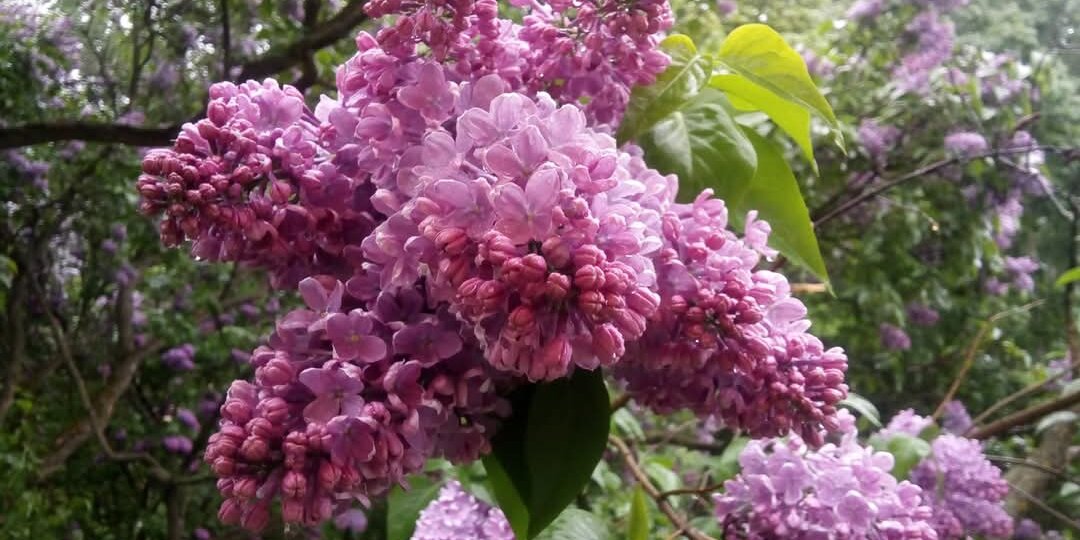 Сиреневый чай и Сиреневый сад