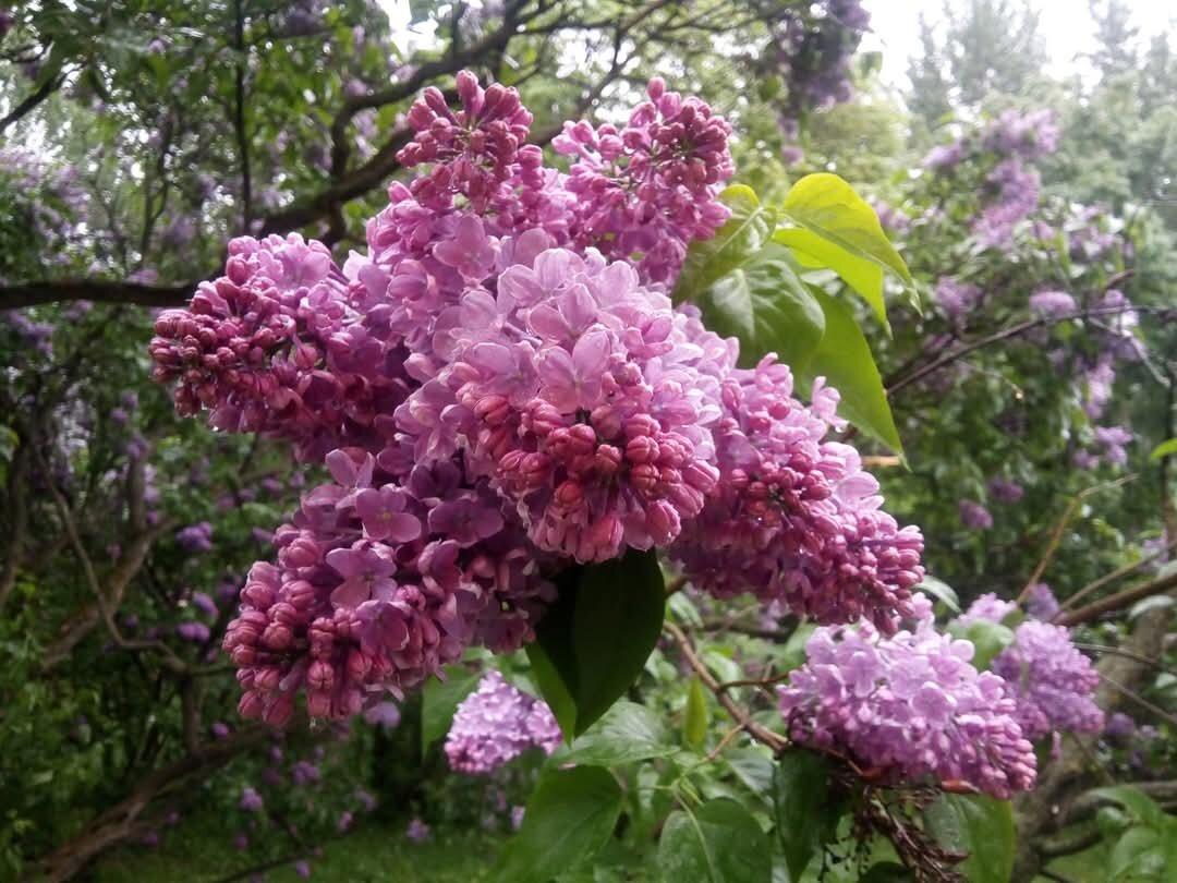 Сирень в Сиреневом саду. Фото автора