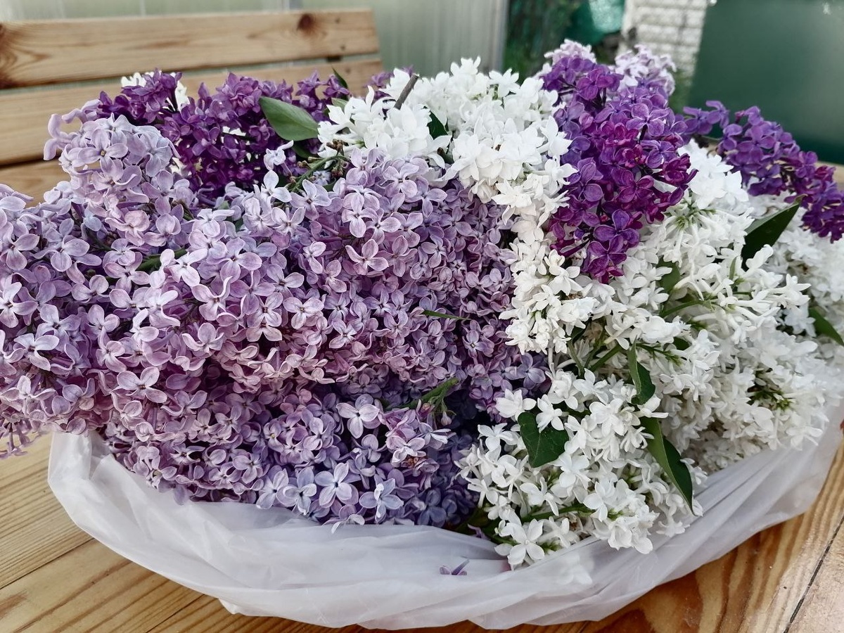 Охапка цветов сирени, собранных на даче (собирала только соцветия, срезая их секатором, т.е. цветов здесь очень-очень много). Фото автора