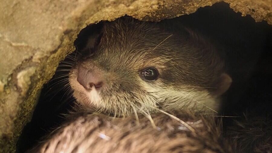     Источник: Москвариум