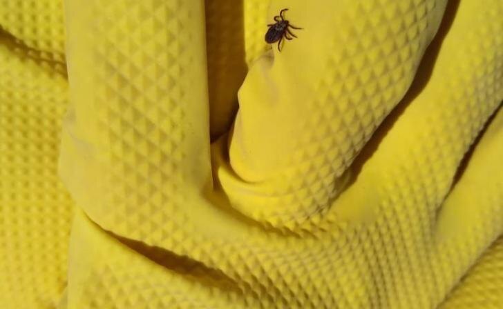    фото Курские известия