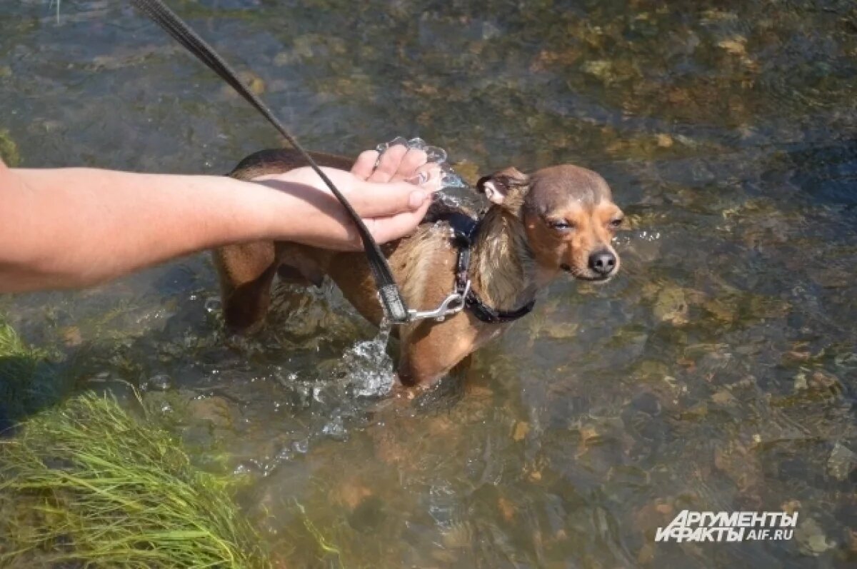    С 28 мая по 1 июня в Удмуртии ожидается аномальная жара