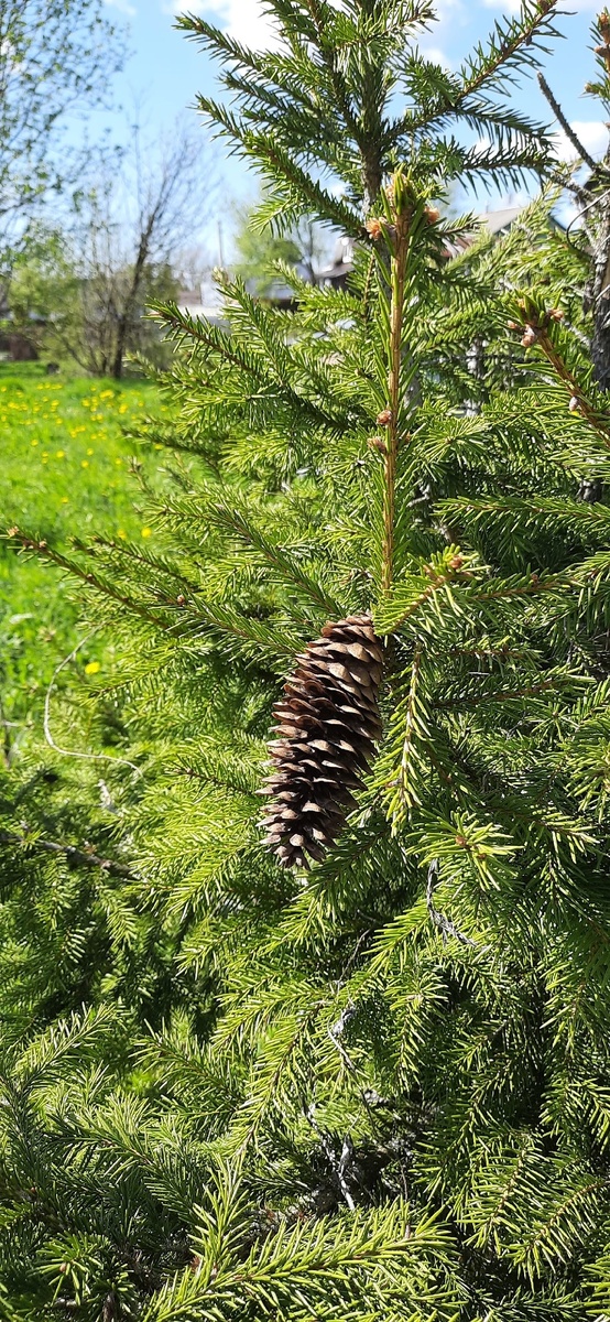 Первая шишка на ёлке))