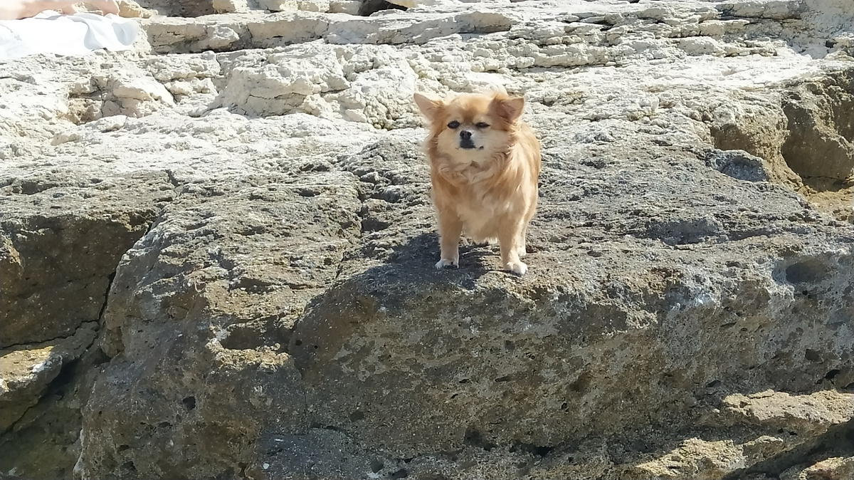 Чихуахуа Рокси 