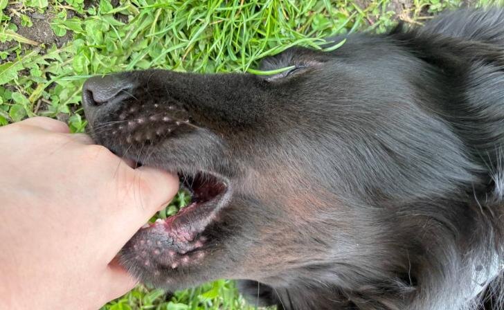    фото Курские известия