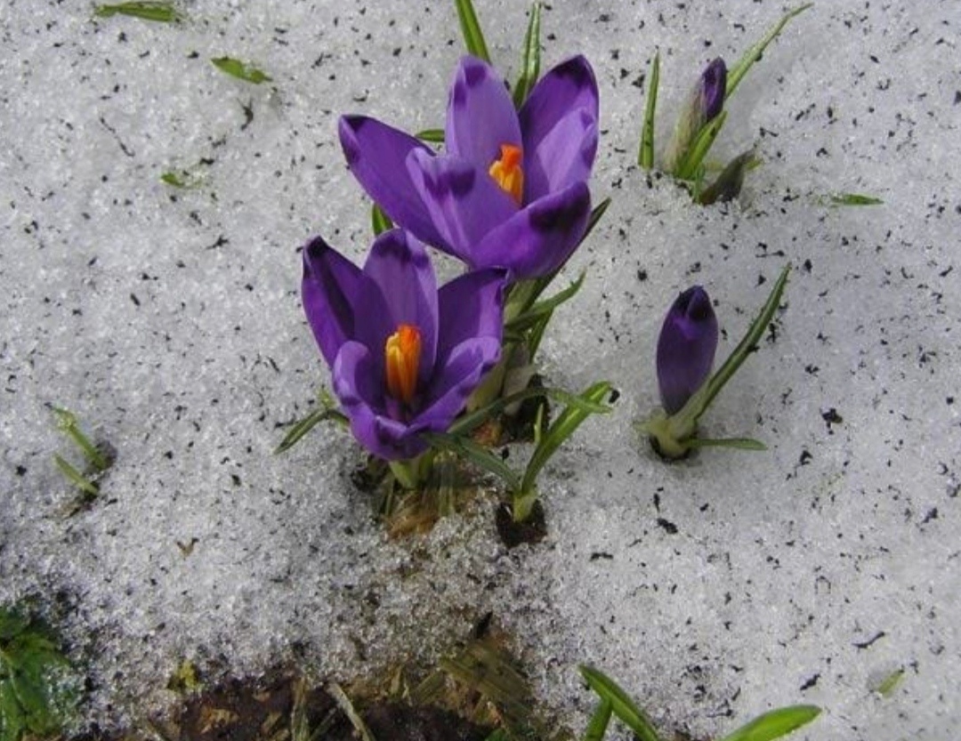 Crocus speciosus