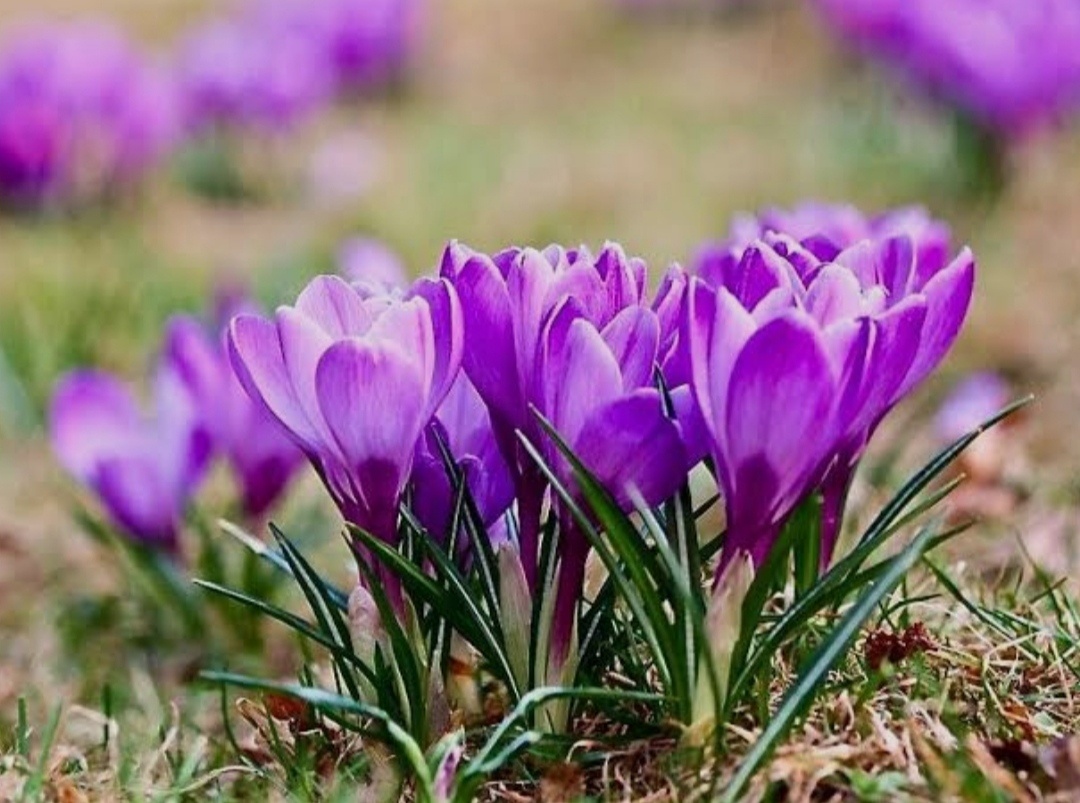 Crocus reticulatus