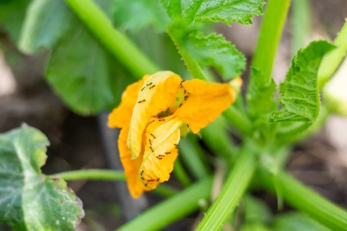    Привлекает муравьев тепличные условия, органические удобрения и окантовка грядок.
