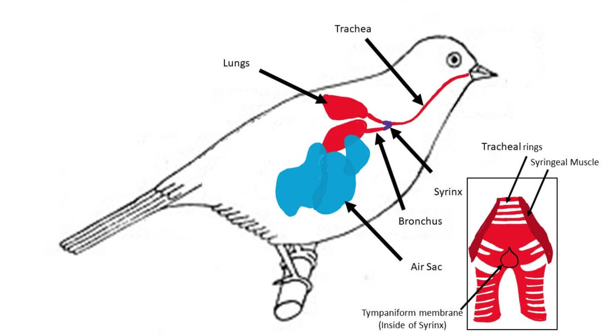    Вот где находится сиринкс — голосовой орган птиц. Источник изображения: wikimedia.org