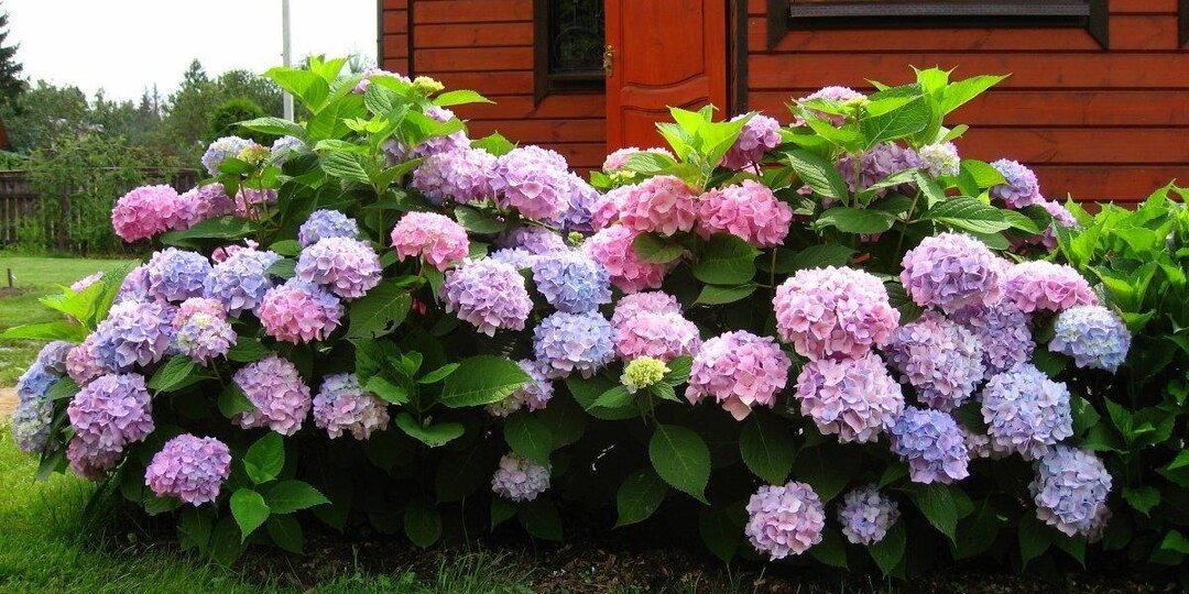 Как заставить гортензию цвести пышно и долго: секреты садовода