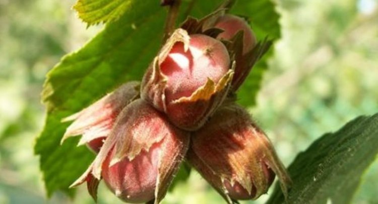    Фундук и вешенки для дополнительного дохода – опыт немецкого фермера