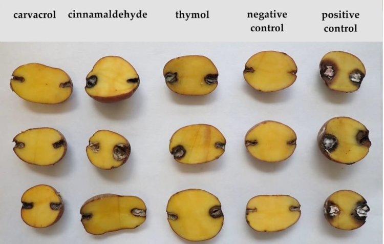    Биопротравливание картофеля на хранении эфирными маслами эффективно, но портит вкус