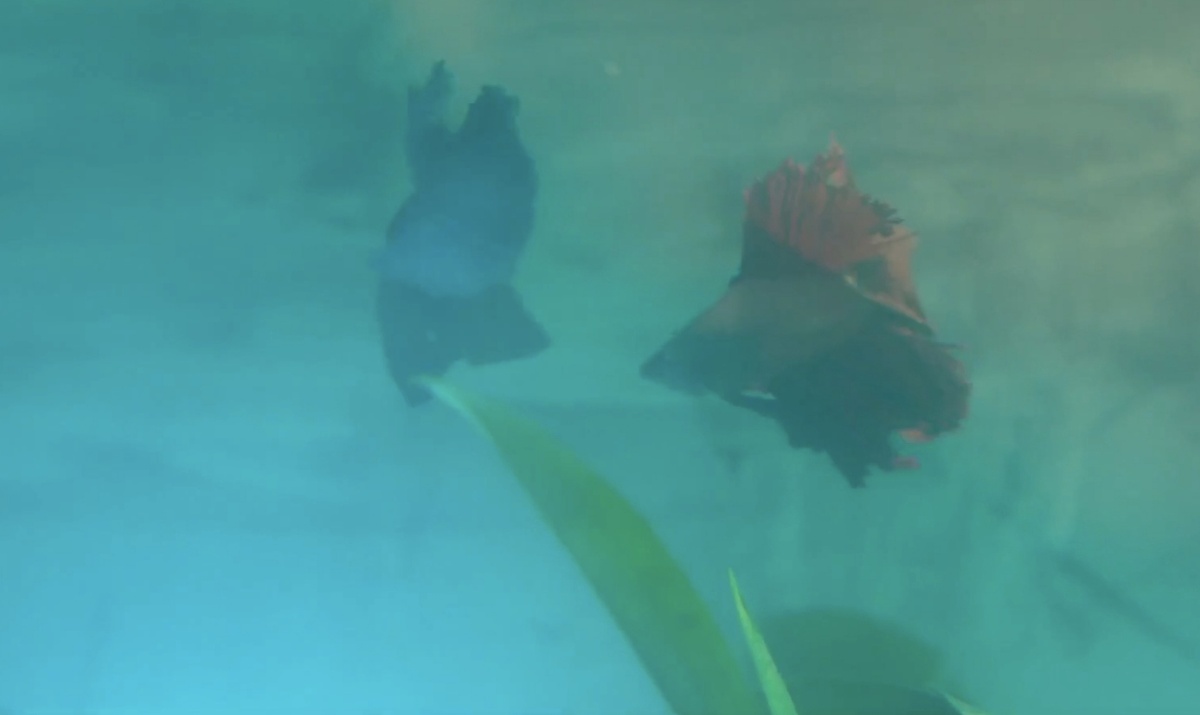 Те самые рыбки 