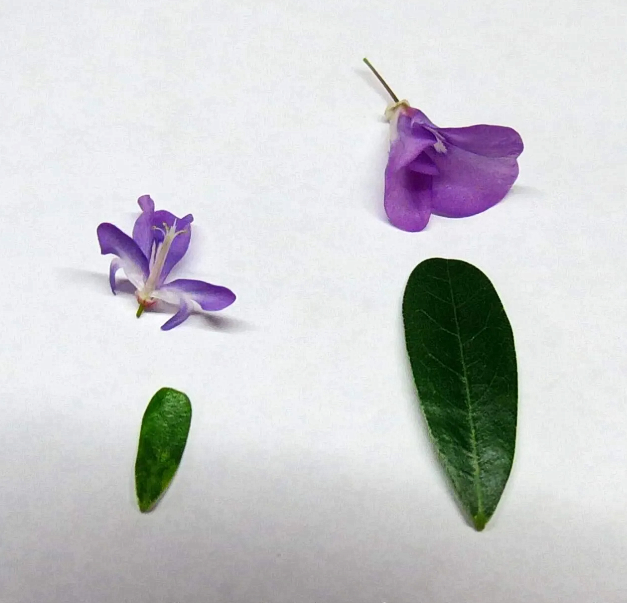 десмодиум карлика (слева) и десмодиума Блю Белл (справа)