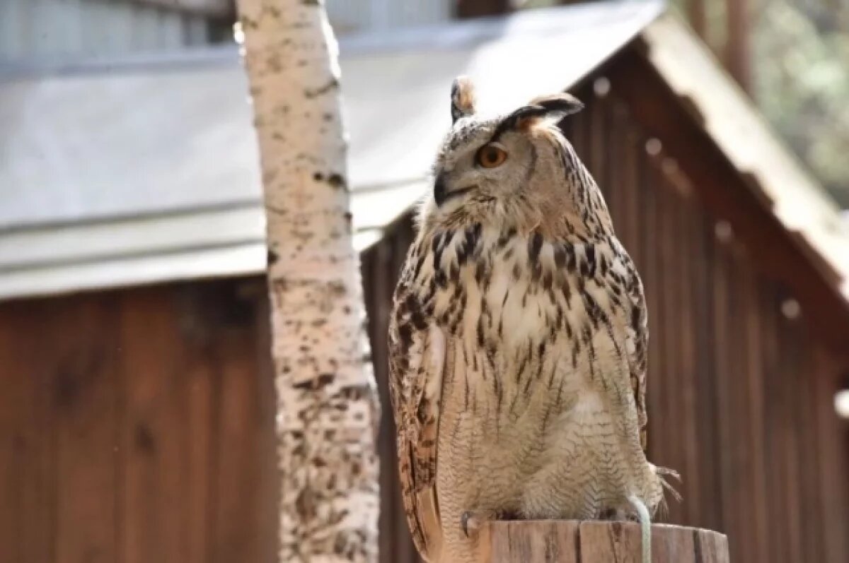    Птенцов краснокнижных филинов выпустят в уральском парке «Бажовские места»