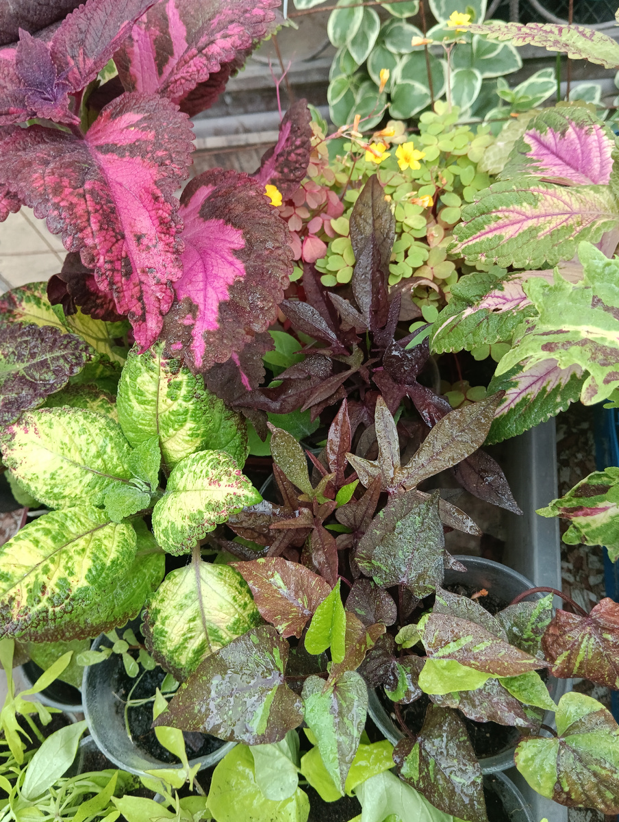 Ипомеи в качестве иллюстрации. 