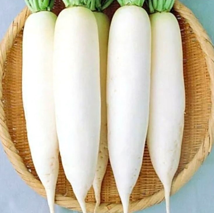 Овощ редька Дайкон белая.