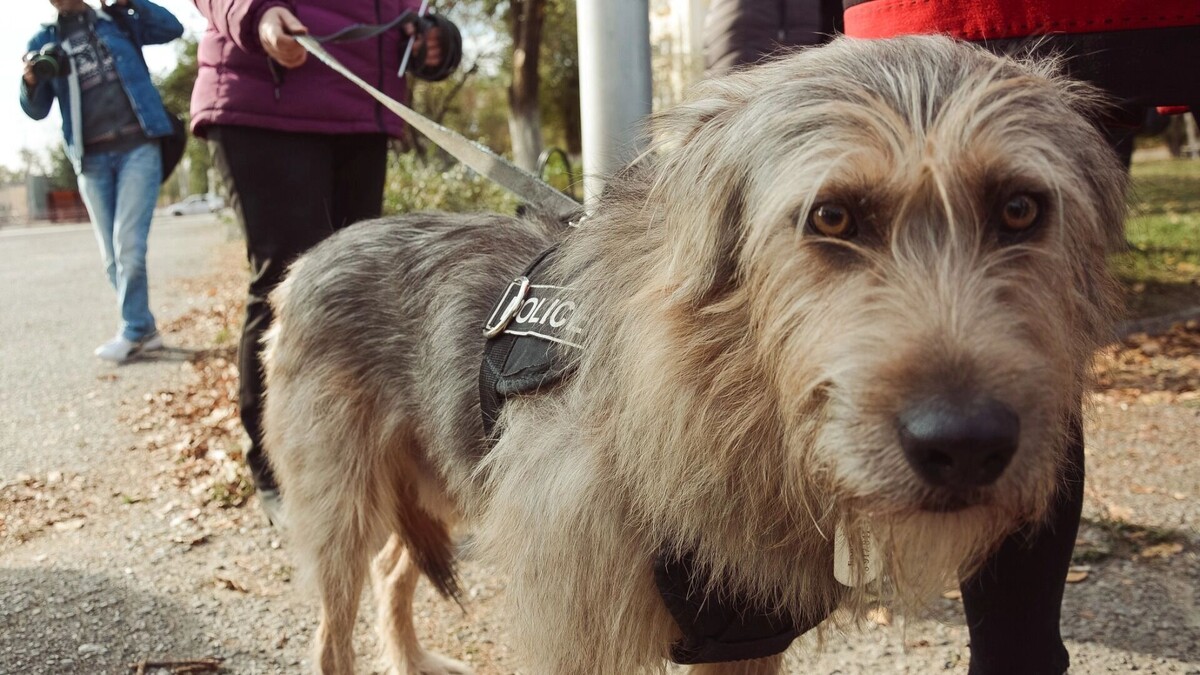     Источник: 1MI