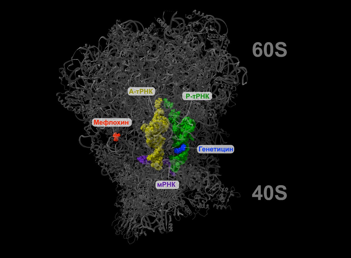Трехмерная структура рибосомы. Источник: Константин Усачев