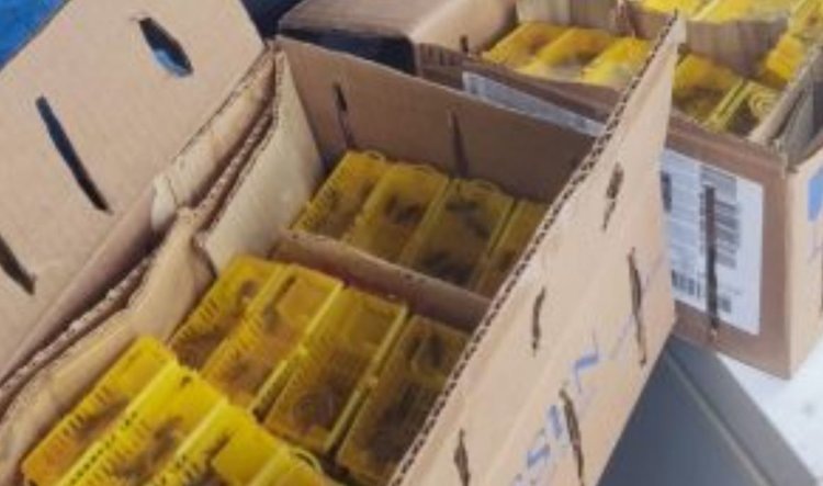    300 импортных пчеломаток уничтожат в Башкортостане