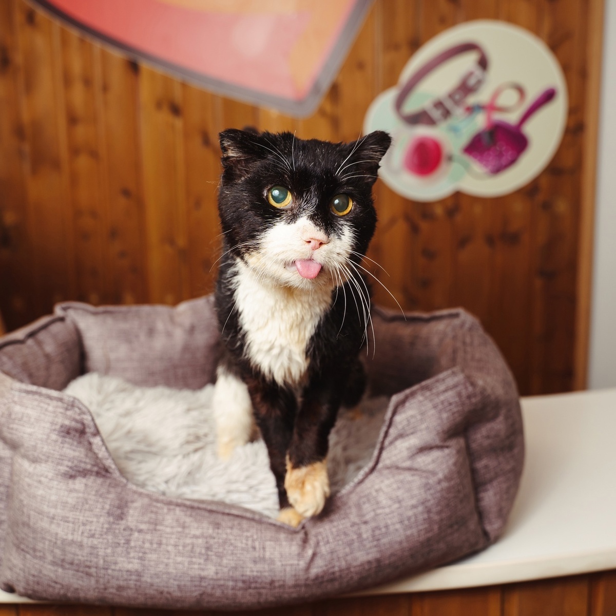 К огромному счастью, у Хасана есть замечательный опекун, который полностью взял все заботы по его обеспечению на себя!