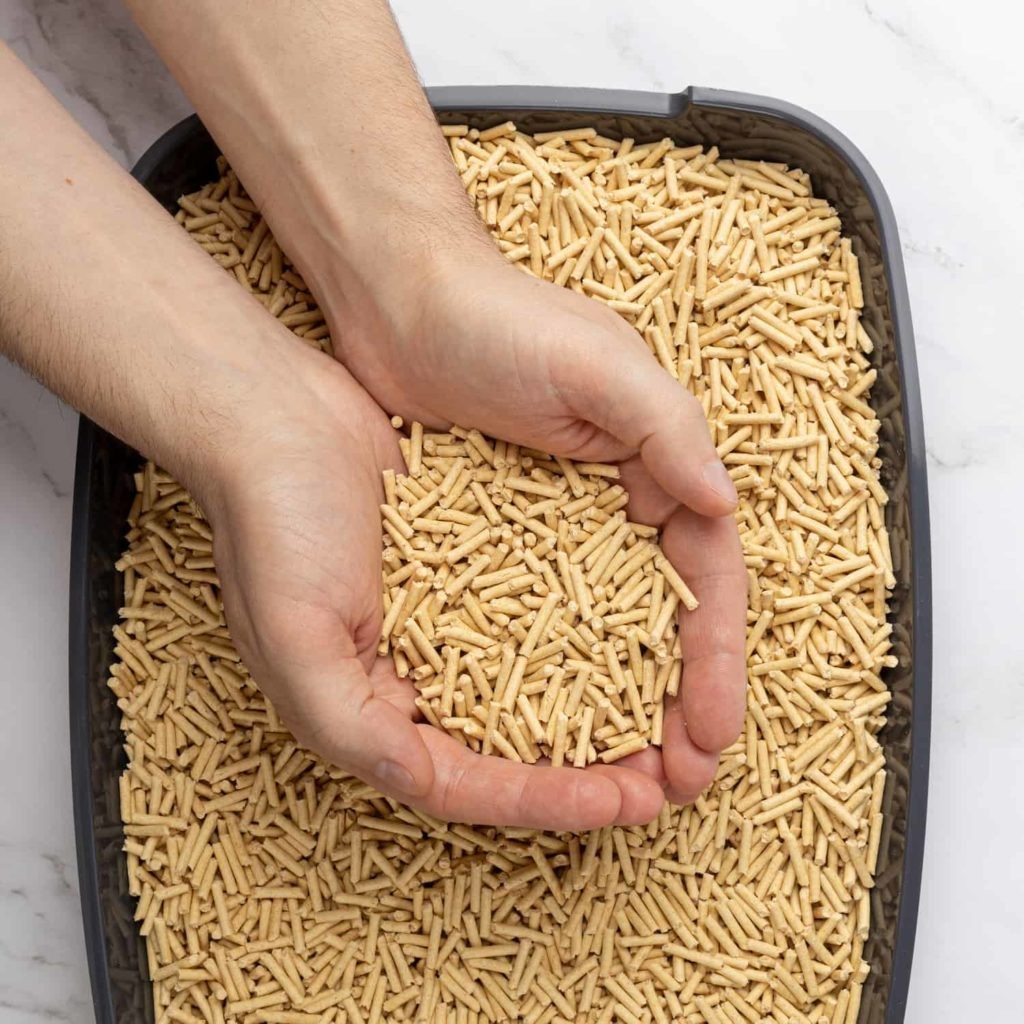 Питомник британских кошек в окрасе золотая шиншилла Al Li MaN. Что бы выбрать котенка напиши в ватс апп +79255619580