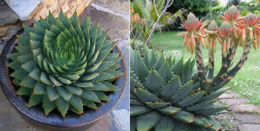 алое Aloe polyphylla, фото из интернета