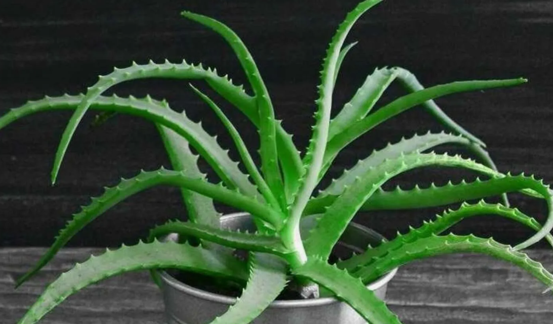 алое, фото из интернета