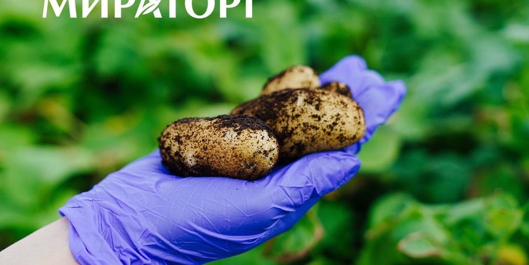 «Мираторг» приступил к реализации третьего этапа проекта по развитию селекции и семеноводства картофеля