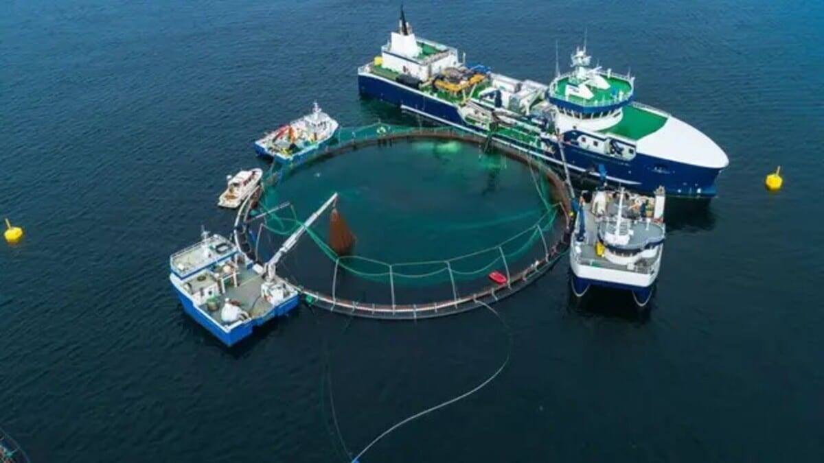    Ферма по разведению лосося / © iStock