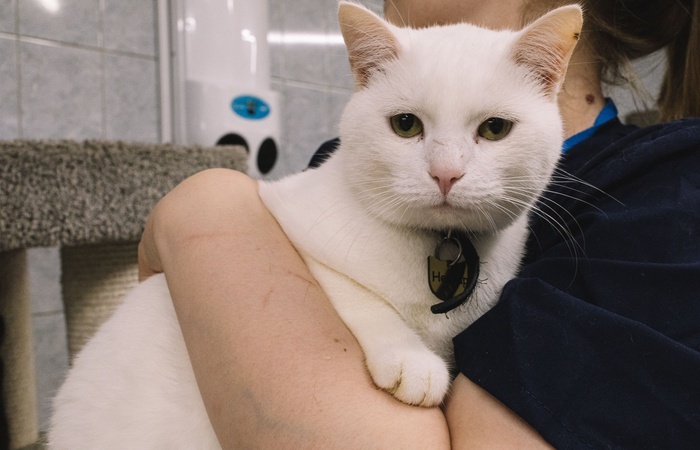 Сохраним дом для кота Юхи и его соседей