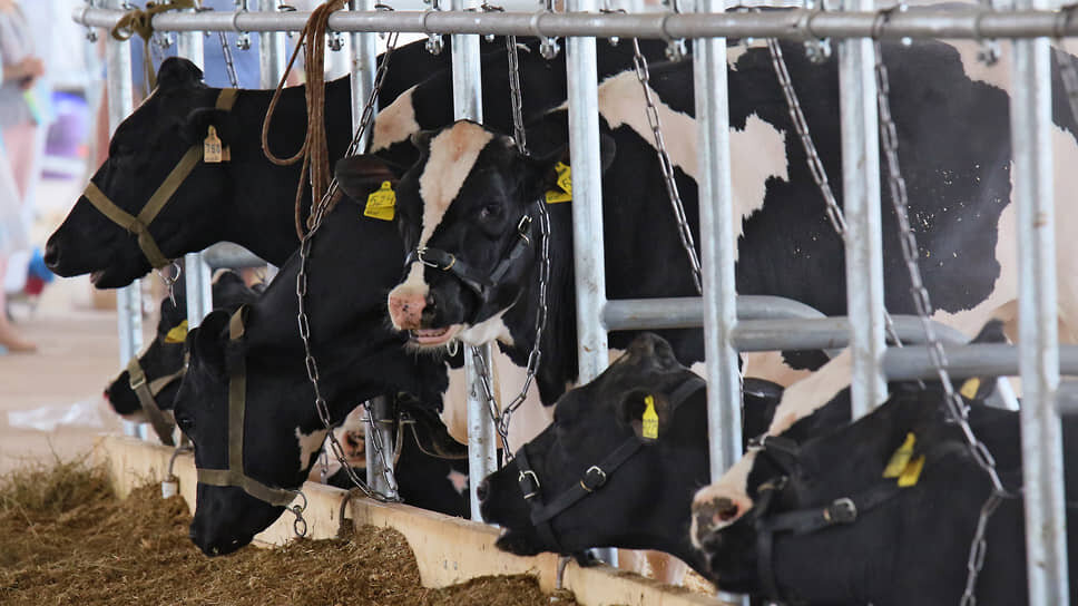 В Кукморе запустят производство по глубокой переработке молока за 5 млрд рублей.📷Фото: Данила Егоров / Коммерсантъ